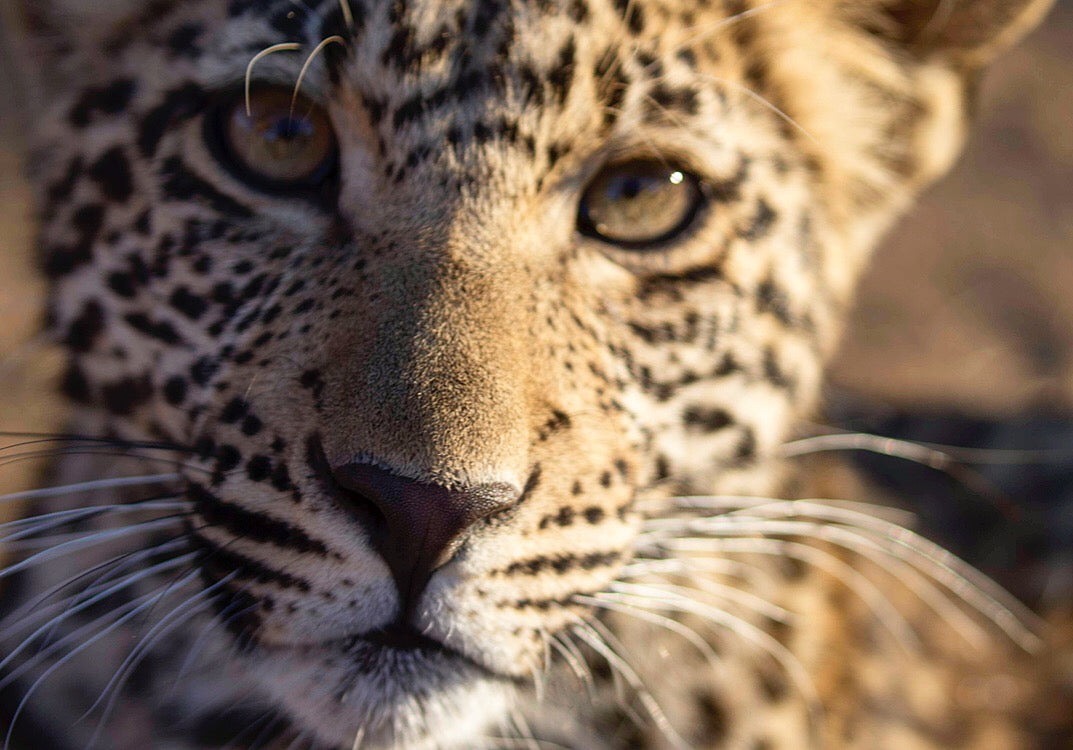 Leopard African Conservation Safaris