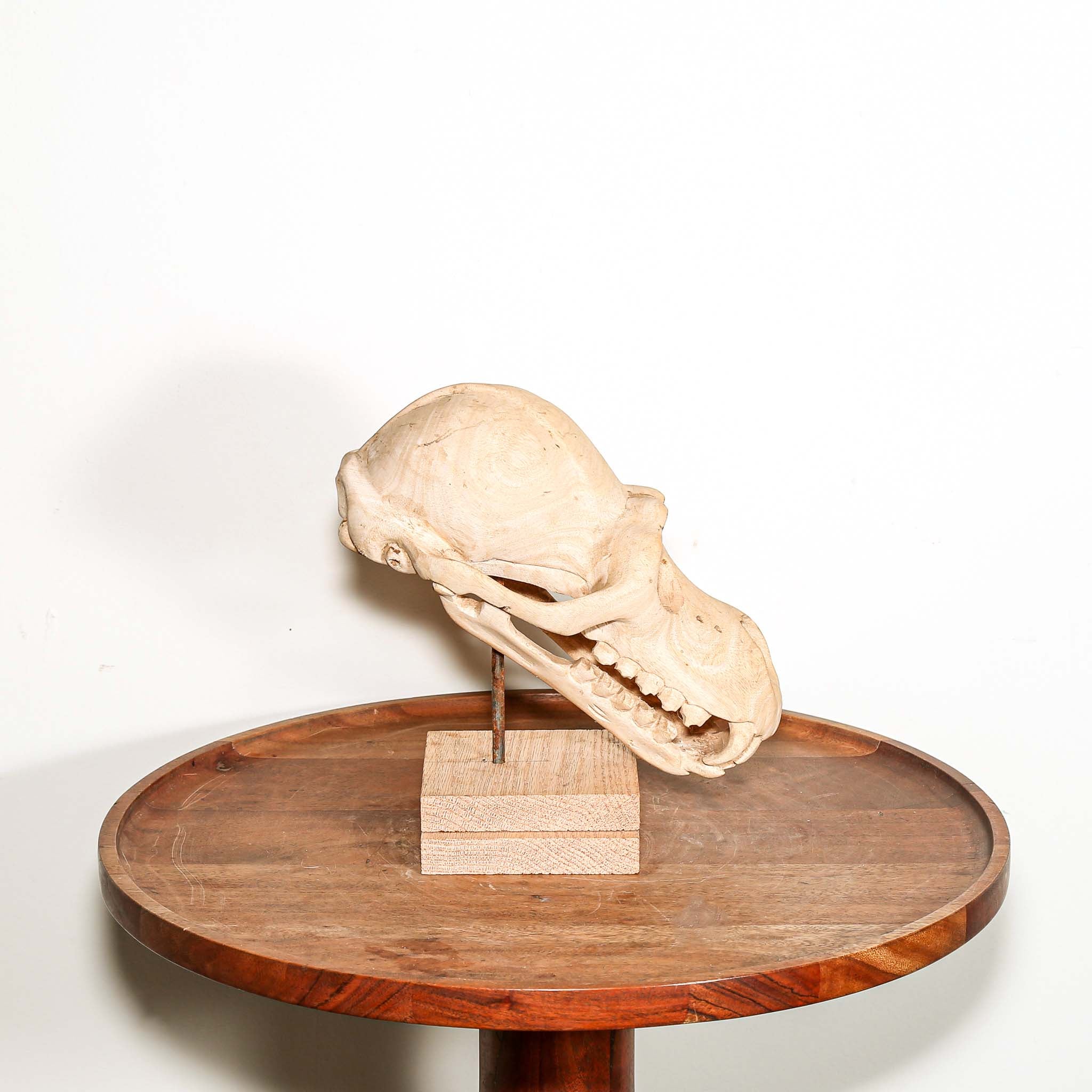 hand carved wooden skull of a primate with teeth sculpture on a pedestal for sale
