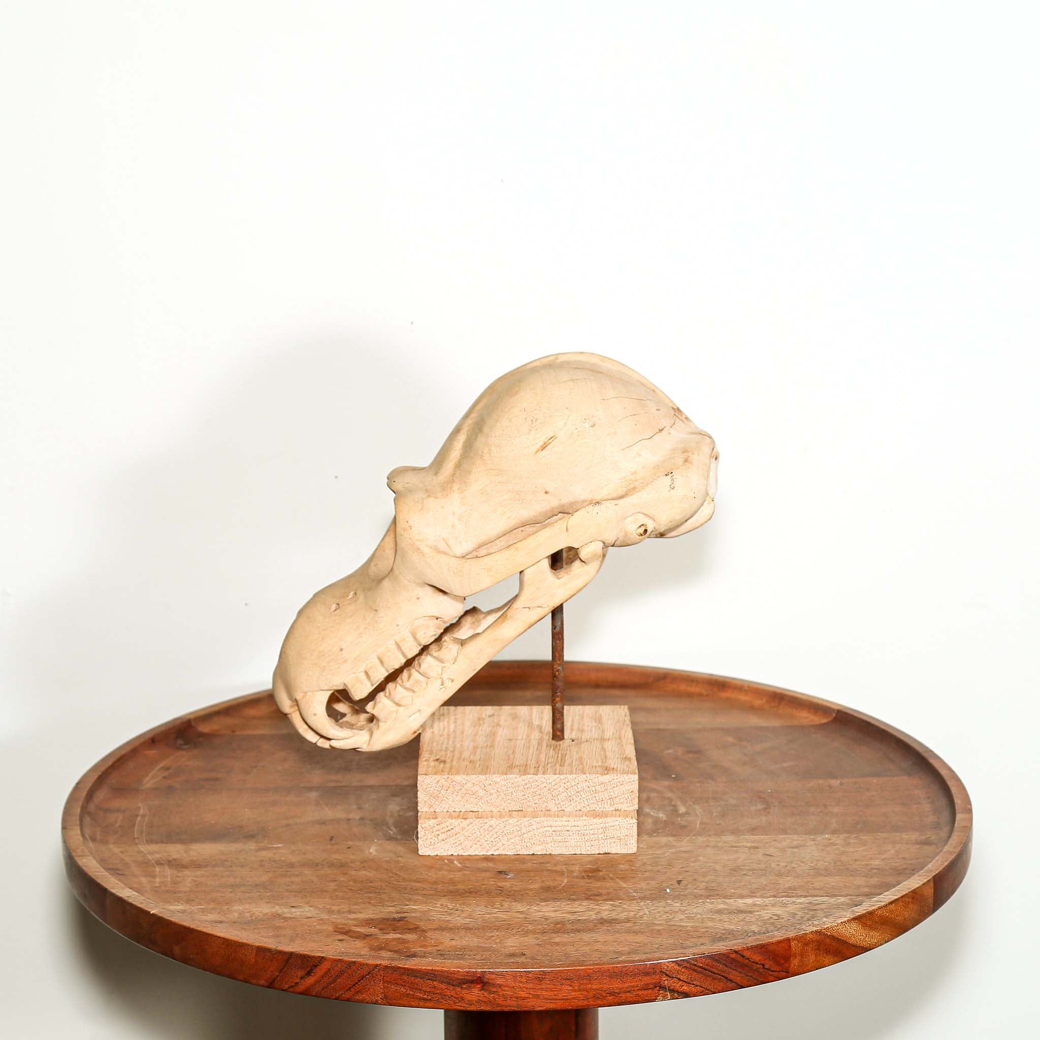 hand carved wooden skull of a primate with teeth sculpture on a pedestal for sale
