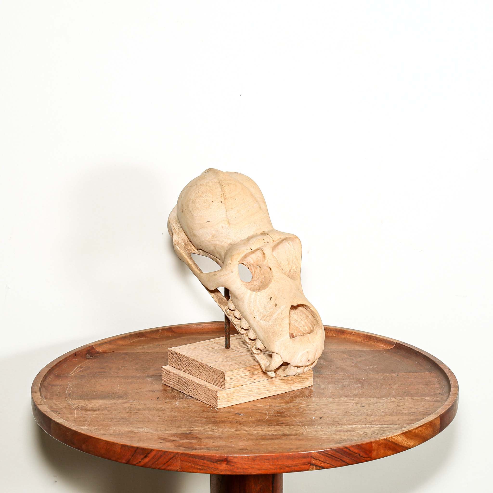 hand carved wooden skull of a primate with teeth sculpture on a pedestal for sale